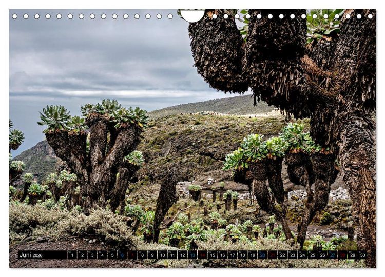 Produktbild: Kilimanjaro - das Dach Afrikas (Wandkalender 2026 DIN A4 quer), CALVENDO Monatskalender
