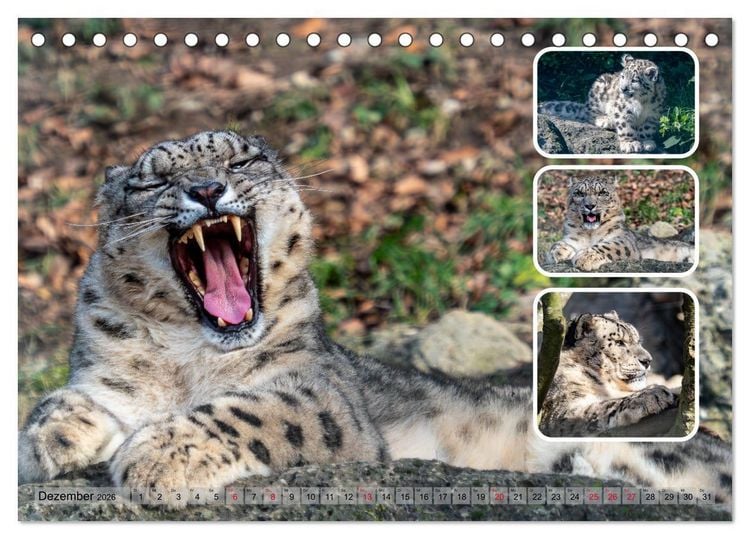 Produktbild: Raubkatzen - gro&szlig; & klein (Tischkalender 2026 DIN A5 quer), CALVENDO Monatskalender
