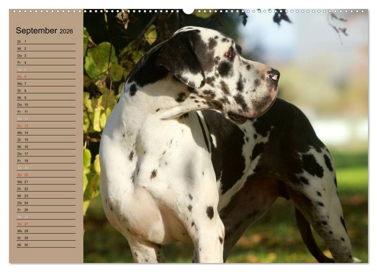 Produktbild: Deutsche Doggen - Sanfte Riesen (hochwertiger Premium Wandkalender 2026 DIN A2 quer), Kunstdruck in Hochglanz