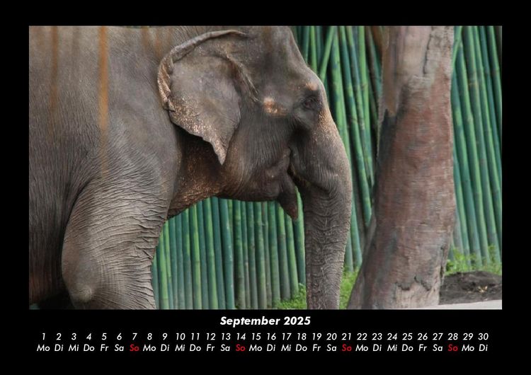 Produktbild: Elefanten - Die sanften Riesen Afrikas 2025 Fotokalender DIN A3