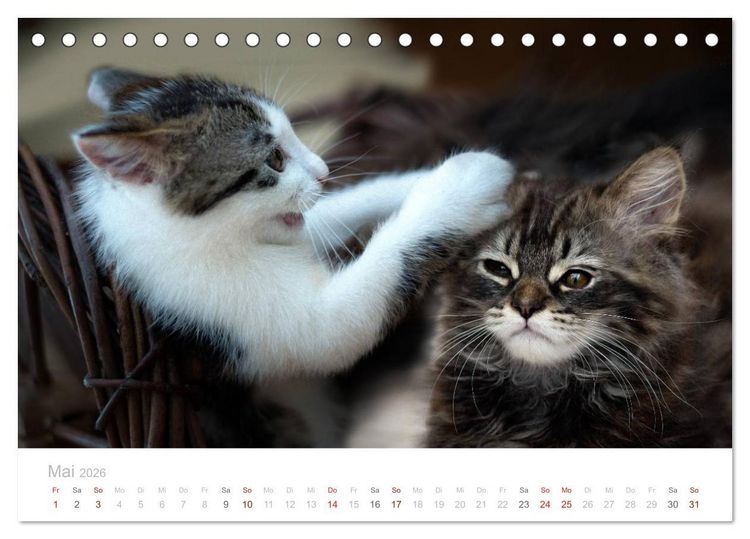 Produktbild: Katzenbabys beobachtet (Tischkalender 2026 DIN A5 quer), CALVENDO Monatskalender
