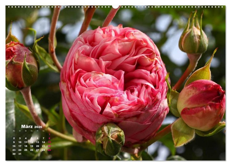 Produktbild: Zauberhafter Rosenreigen (hochwertiger Premium Wandkalender 2026 DIN A2 quer), Kunstdruck in Hochglanz