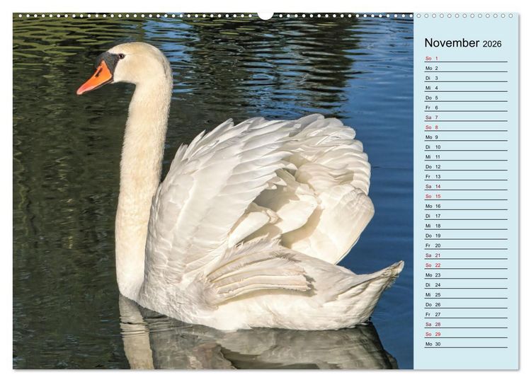 Produktbild: Schwanenzauber (hochwertiger Premium Wandkalender 2026 DIN A2 quer), Kunstdruck in Hochglanz