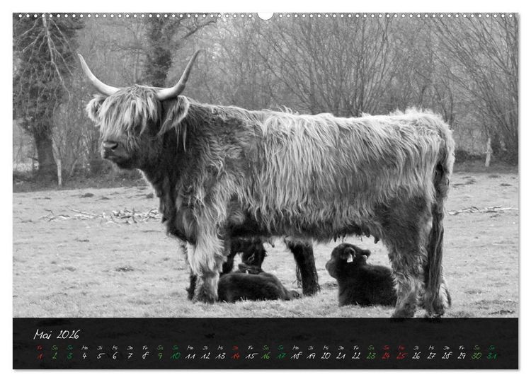 Produktbild: Highland Cattle vom Nordlicht - Faszination Hochland Rind (hochwertiger Premium Wandkalender 2026 DIN A2 quer), Kunstdruck in Hochglanz