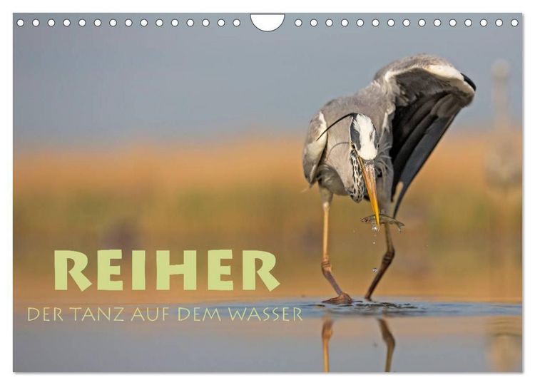 Produktbild: Reiher - Der Tanz auf dem Wasser (Wandkalender 2027 DIN A4 quer), CALVENDO Monatskalender