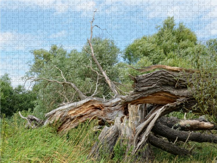 Produktbild: CALVENDO Puzzle Alte Weide vom Sturm zerbrochen 1000 Teile Lege-Gr&ouml;&szlig;e 64 x 48 cm Foto-Puzzle Bild von Anja Frost