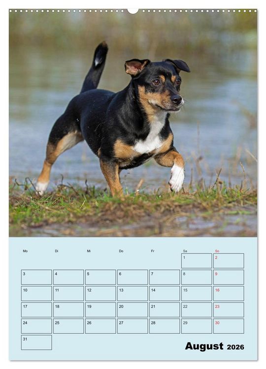 Produktbild: Familienplaner Jack und Parson Russell Terrier (Wandkalender 2026 DIN A2 hoch), CALVENDO Monatskalender