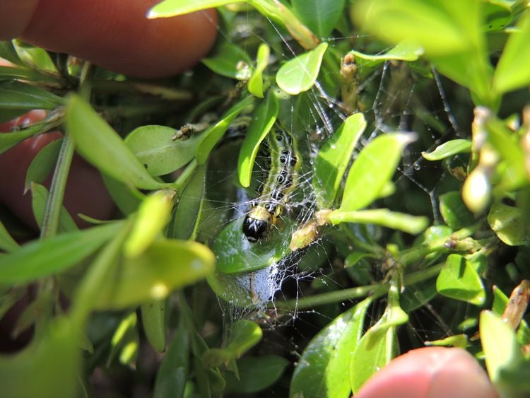 Produktbild: Handbuch Pflanzenschutz im Biogarten