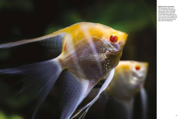 Produktbild: Tropical Fish