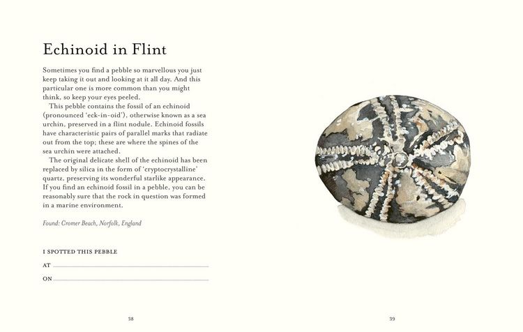 Produktbild: The Pebble Spotter's Guide - National Trust Edition