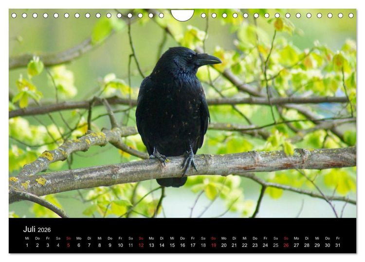 Produktbild: Das Leben der Rabenv&ouml;gel (Wandkalender 2026 DIN A4 quer), CALVENDO Monatskalender
