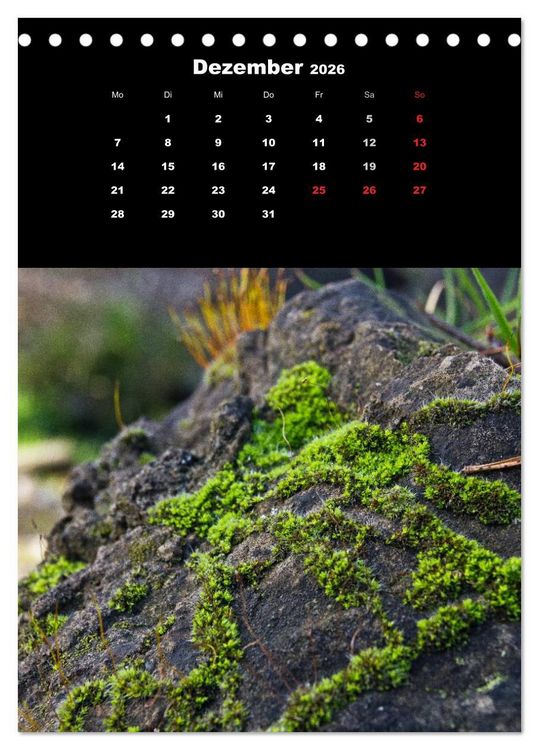 Produktbild: Die Welt der Moose. Ein Blick nach unten (Tischkalender 2026 DIN A5 hoch), CALVENDO Monatskalender