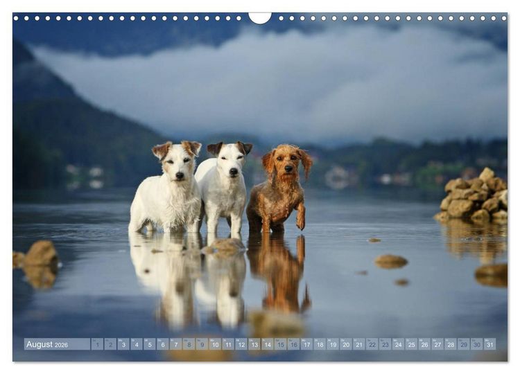 Produktbild: Die Parson-Russell-Terrier ...mit neuen Abenteuern aus der Hundeknipserei (Wandkalender 2026 DIN A3 quer), CALVENDO Monatskalender