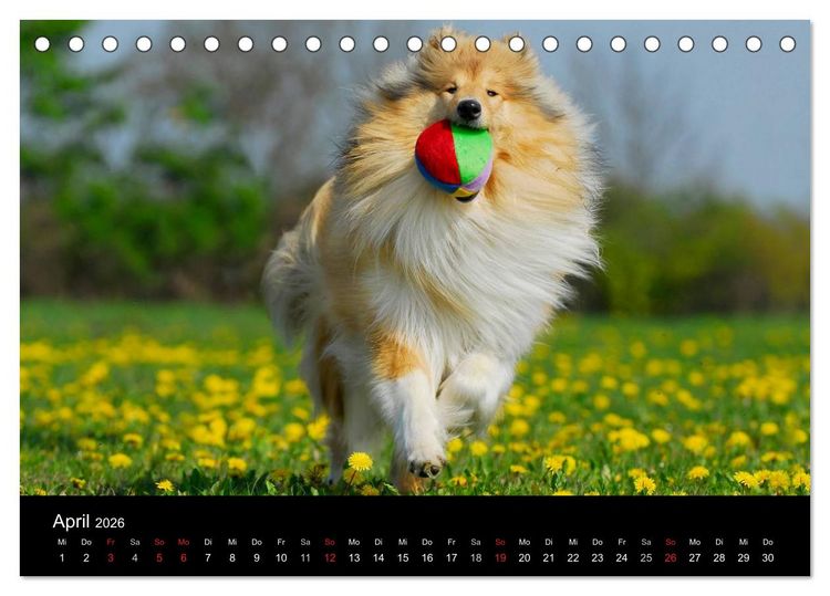 Produktbild: Faszination Collie 2026 (Tischkalender 2026 DIN A5 quer), CALVENDO Monatskalender