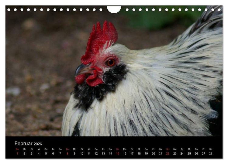 Produktbild: Die Welt der H&uuml;hner (Wandkalender 2026 DIN A4 quer), CALVENDO Monatskalender
