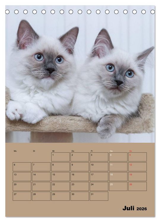 Produktbild: Ragdolls zum Verlieben (Tischkalender 2026 DIN A5 hoch), CALVENDO Monatskalender