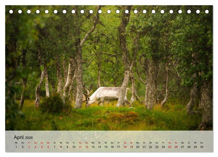 Produktbild: Magische Tiermomente (Tischkalender 2026 DIN A5 quer), CALVENDO Monatskalender