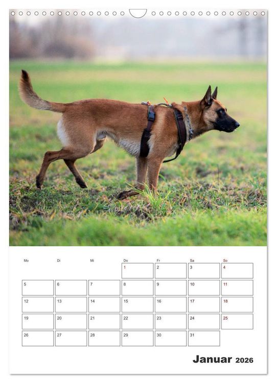 Produktbild: Malinois Power auf vier Pfoten (Wandkalender 2026 DIN A3 hoch), CALVENDO Monatskalender