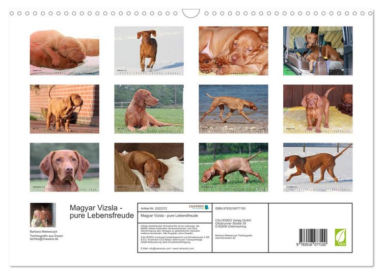 Produktbild: Magyar Vizsla - pure Lebensfreude (Wandkalender 2026 DIN A3 quer), CALVENDO Monatskalender