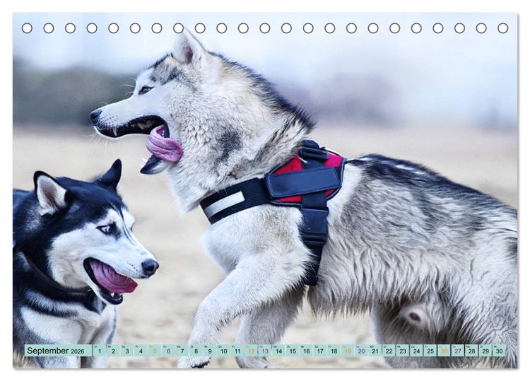 Produktbild: Huskies - Tolle Gef&auml;hrten (Tischkalender 2026 DIN A5 quer), CALVENDO Monatskalender
