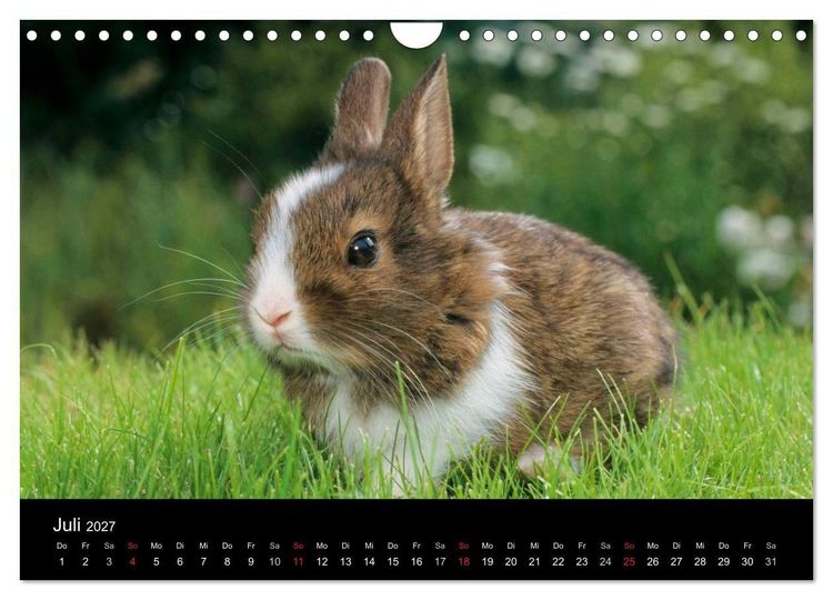 Produktbild: Zwergkaninchen (Wandkalender 2027 DIN A4 quer), CALVENDO Monatskalender