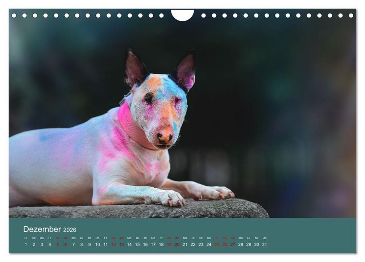 Produktbild: Fantastische Bullterrier - Sieger im Herzen (Wandkalender 2026 DIN A4 quer), CALVENDO Monatskalender