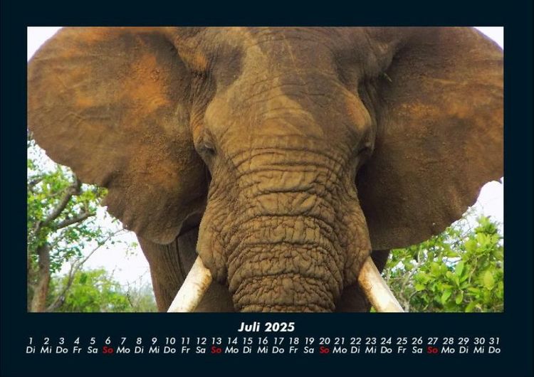 Produktbild: Der Elefantenkalender 2025 Fotokalender DIN A4