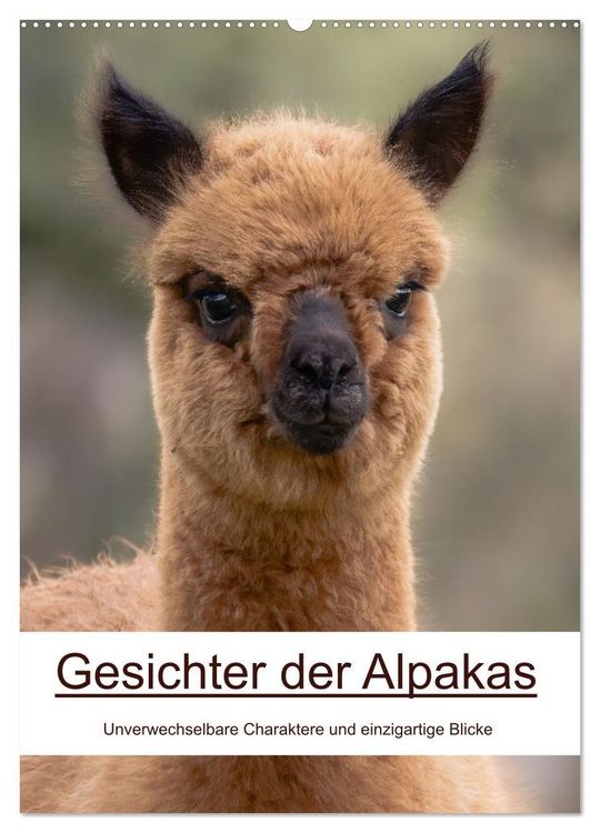 Produktbild: Gesichter der Alpakas - Unverwechselbare Charaktere und einzigartige Blicke (Wandkalender 2027 DIN A2 hoch), CALVENDO Monatskalender