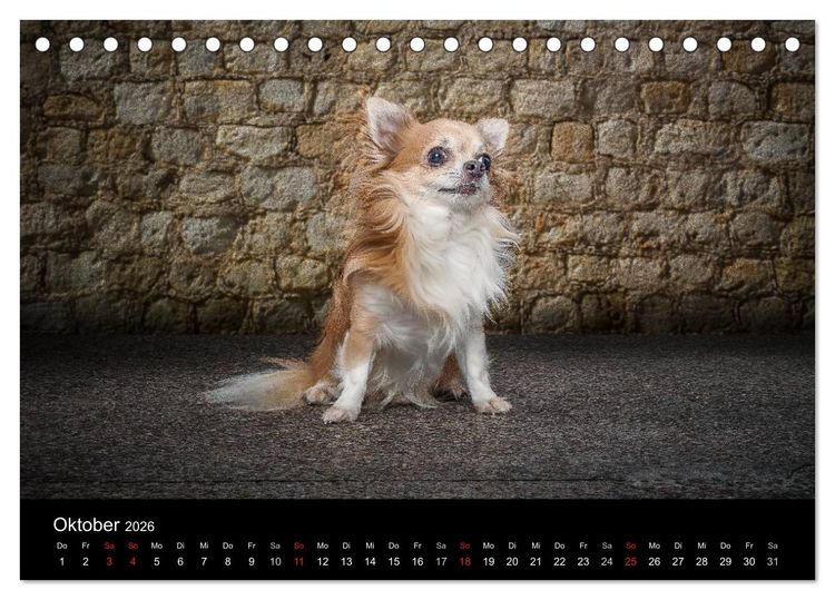 Produktbild: Urban Dogs - Hundekalender der anderen Art (Tischkalender 2026 DIN A5 quer), CALVENDO Monatskalender