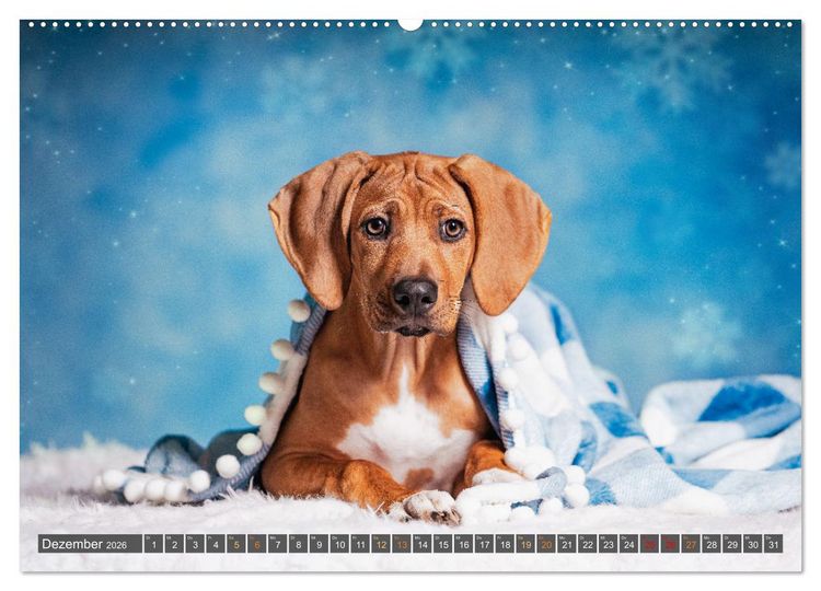 Produktbild: bunte Tierfotografie an Land und im Wasser (hochwertiger Premium Wandkalender 2026 DIN A2 quer), Kunstdruck in Hochglanz