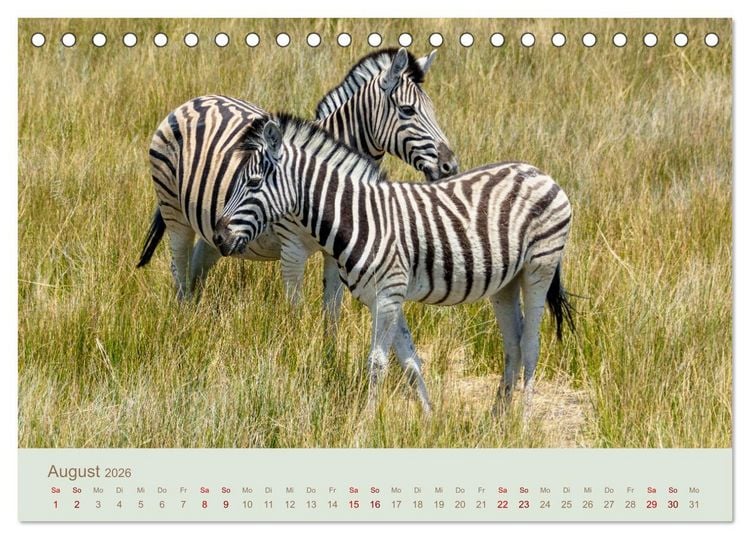 Produktbild: Zebras in Afrika (Tischkalender 2026 DIN A5 quer), CALVENDO Monatskalender