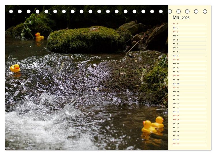 Produktbild: Enten-Rennen (Tischkalender 2026 DIN A5 quer), CALVENDO Monatskalender