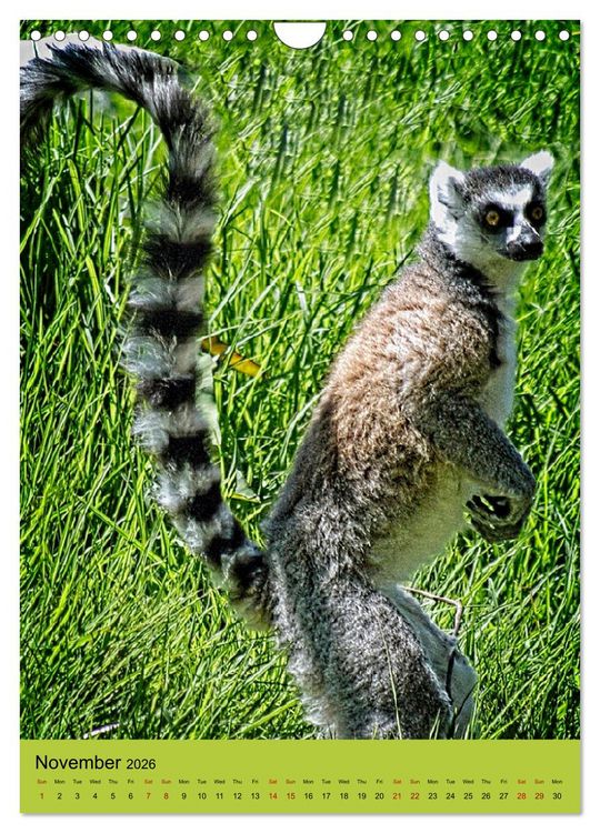 Produktbild: Adorable lemurs (Wall Calendar 2026 DIN A4 portrait), CALVENDO 12 Month Wall Calendar