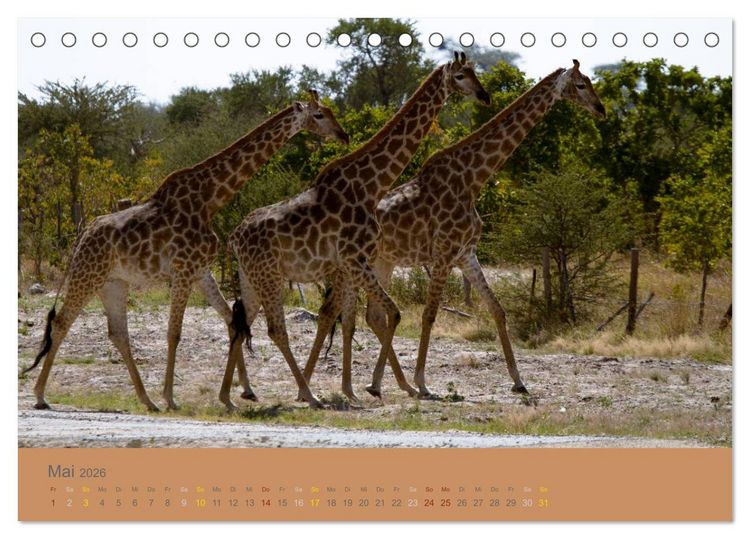 Produktbild: Afrika Impressionen. NAMIBIA - S&Uuml;DAFRIKA - BOTSWANA (Tischkalender 2026 DIN A5 quer), CALVENDO Monatskalender