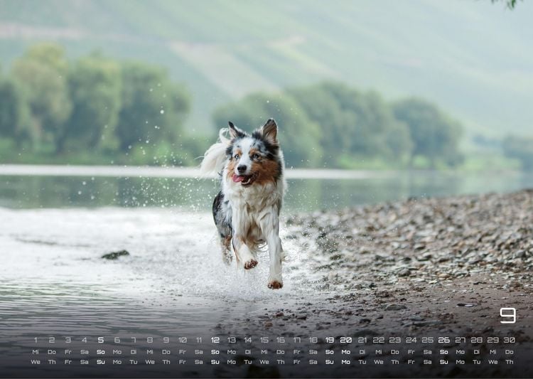 Produktbild: Wuff - Unsere Vierbeiner - Der Hundekalender - 2027 - Kalender DIN A3