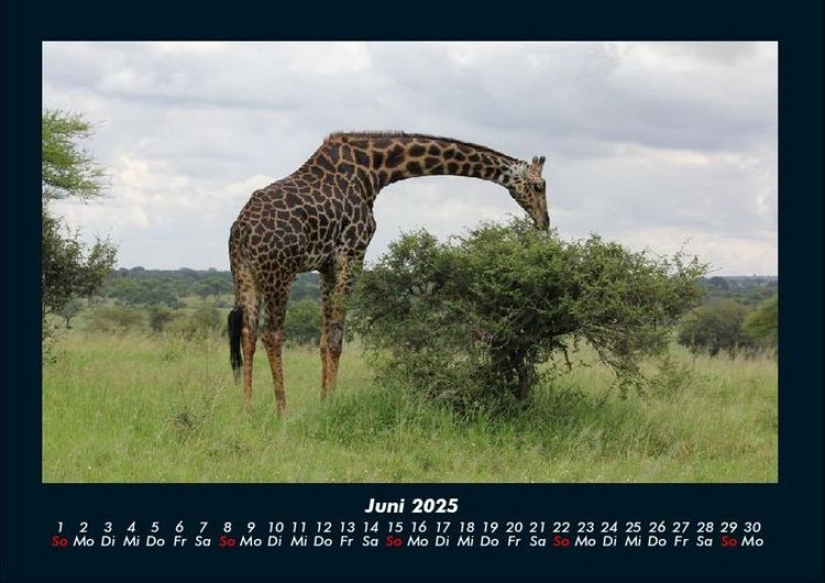 Produktbild: Giraffen 2025 Fotokalender DIN A4