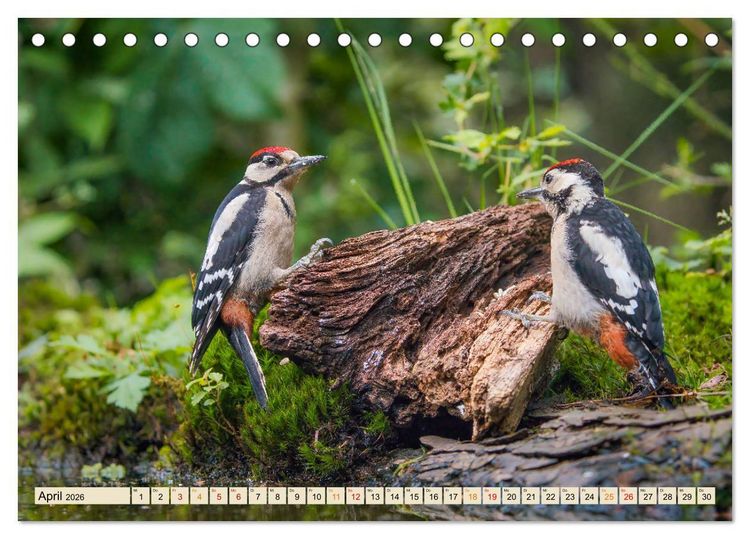 Produktbild: Unsere Vogelvielfalt: Ein Schatz zum Entdecken und Sch&uuml;tzen (Tischkalender 2026 DIN A5 quer), CALVENDO Monatskalender