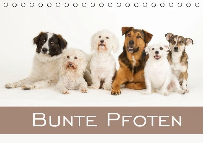 Produktbild: Bunte Pfoten / Geburtstagskalender (Tischkalender immerw&auml;hrend DIN A5 quer)