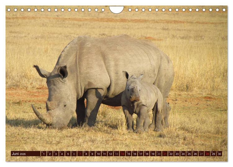Produktbild: Afrikas wilde Sch&ouml;nheiten (Wandkalender 2026 DIN A4 quer), CALVENDO Monatskalender
