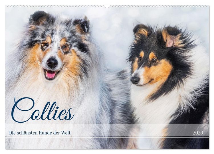 Produktbild: Collies - die sch&ouml;nsten Hunde der Welt (Wandkalender 2026 DIN A2 quer), CALVENDO Monatskalender