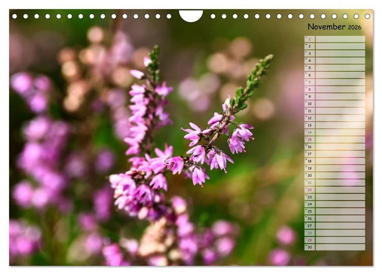 Produktbild: Heidespaziergang (Wandkalender 2026 DIN A4 quer), CALVENDO Monatskalender