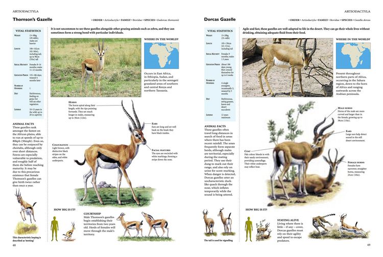 Produktbild: Encyclopedia of Animals