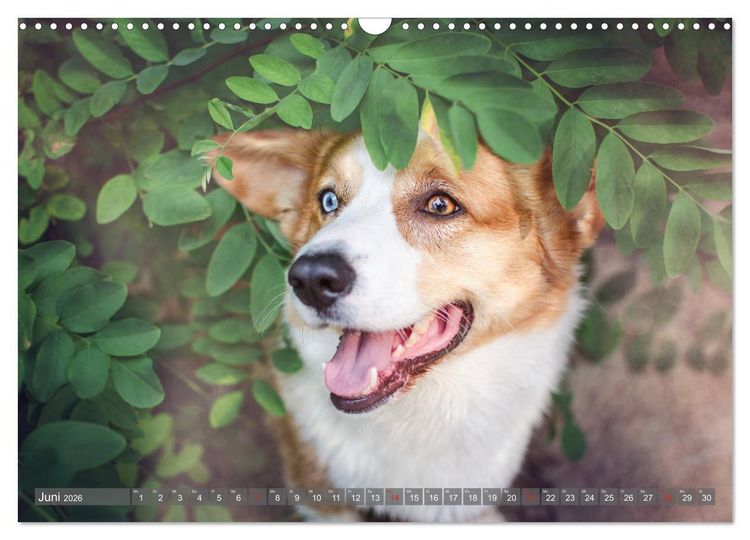 Produktbild: Welsh Corgi - Der Kobold unter den Hunden (Wandkalender 2026 DIN A3 quer), CALVENDO Monatskalender