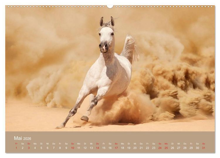 Produktbild: Pferde &bull; Araber im W&uuml;stensand (Wandkalender 2026 DIN A2 quer), CALVENDO Monatskalender