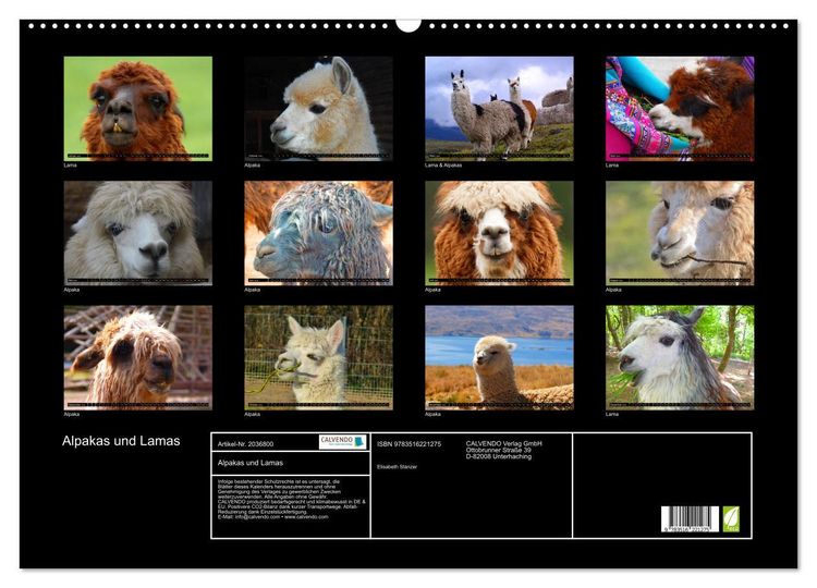 Produktbild: Alpakas und Lamas (Wandkalender 2026 DIN A2 quer), CALVENDO Monatskalender