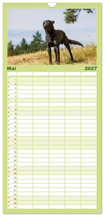 Produktbild: Familienplaner 2027 - ausdrucksvolle Holl&auml;ndische Sch&auml;ferhunde mit 5 Spalten (Wandkalender, 21 x 45 cm) CALVENDO