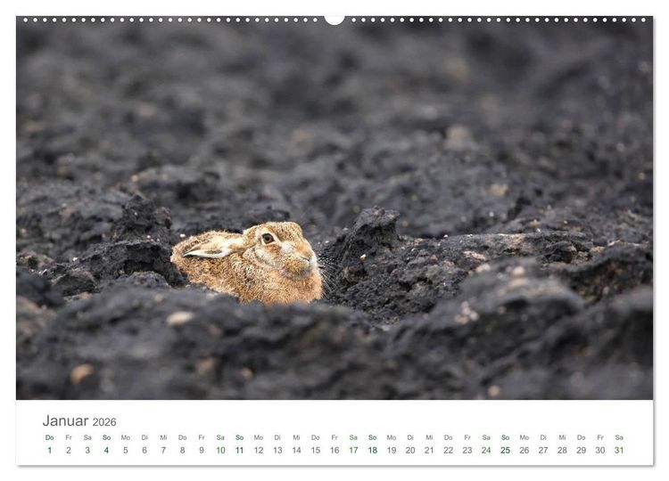 Produktbild: Feldhasen - dem Langohr auf der Spur (Wandkalender 2026 DIN A2 quer), CALVENDO Monatskalender