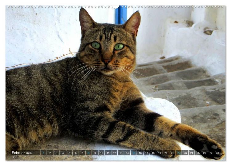 Produktbild: SAMTPFOTEN auf Mykonos (Wandkalender 2026 DIN A2 quer), CALVENDO Monatskalender