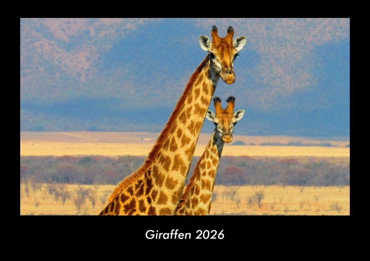 Produktbild: Giraffen 2026 Fotokalender DIN A3