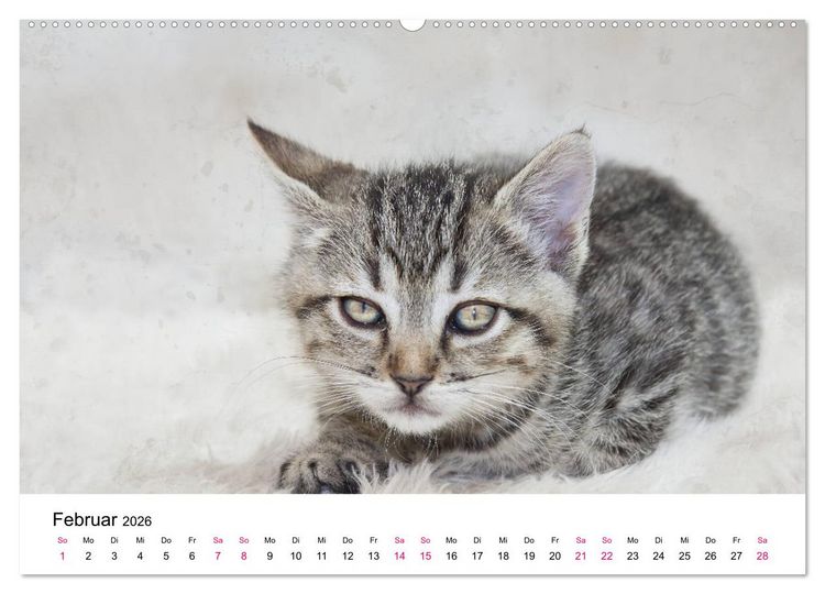 Produktbild: Katzenjahr 2026 (hochwertiger Premium Wandkalender 2026 DIN A2 quer), Kunstdruck in Hochglanz